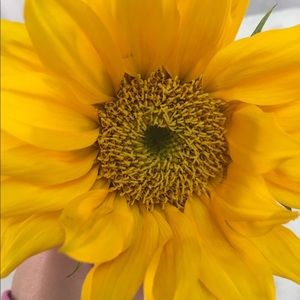 Meet your Posher, Maya